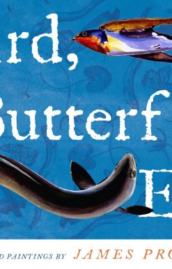 Bird, Butterfly, Eel