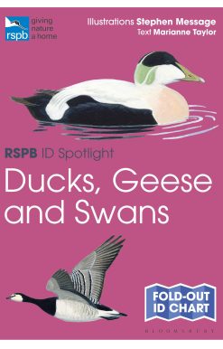 RSPB ID Spotlight - Ducks, Geese and Swans