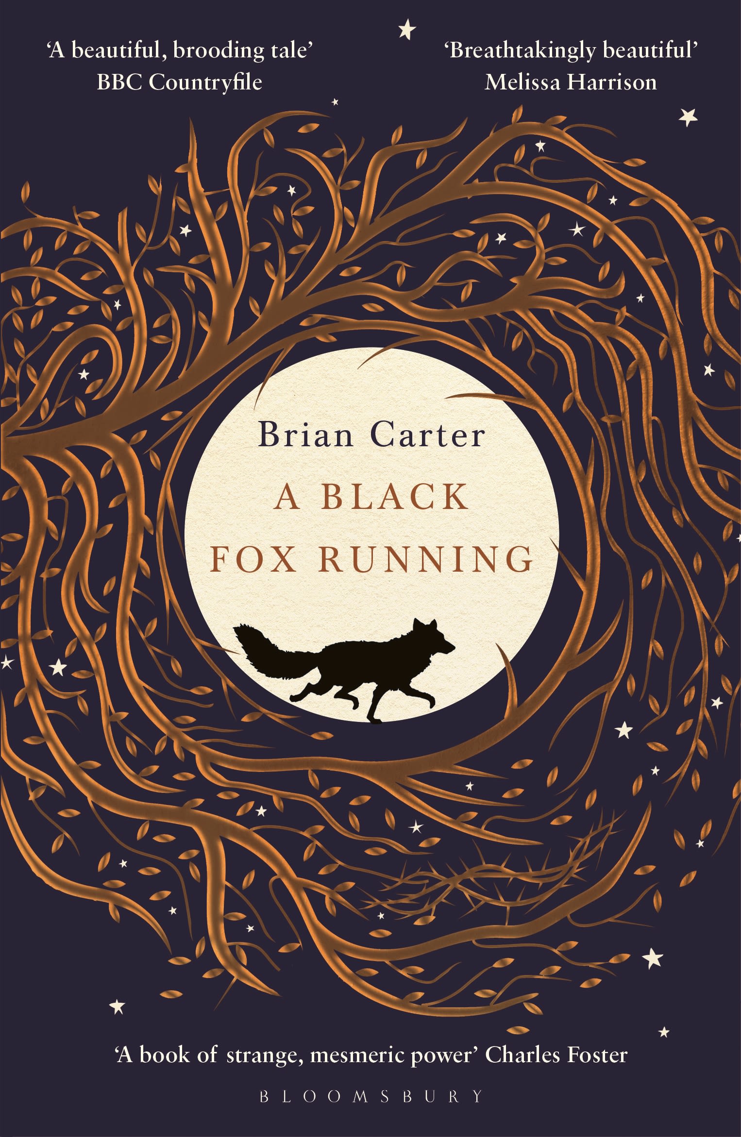 A Black Fox Running 1 A Black Fox Running
