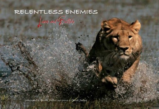 Relentless Enemies: Lions and Buffalo