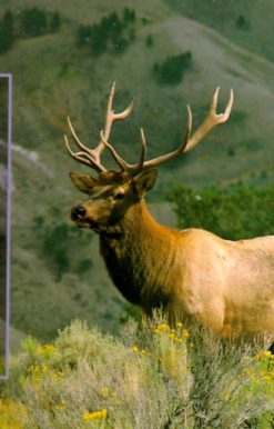 National Audubon Society Pocket Guide to Familiar Mammals