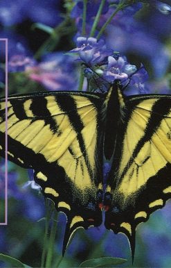 National Audubon Society Pocket Guide: Familiar Butterflies of North America