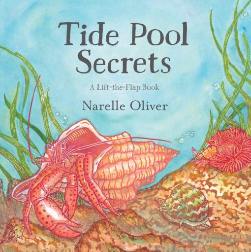 Tide Pool Secrets: