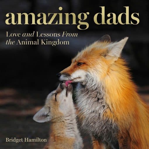 Love and Lessons From the Animal Kingdom: Amazing Dads