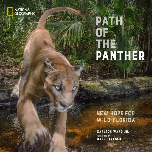 New Hope for Wild Florida: Path of the Panther