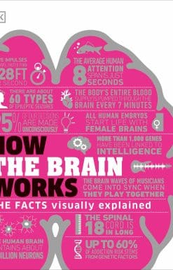The Facts Visually Explained: How the Brain Works