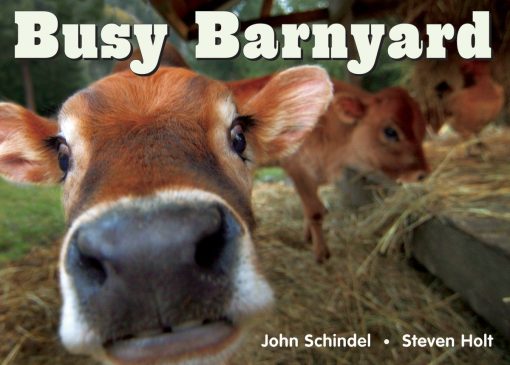 Busy Barnyard