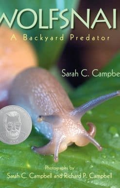 Wolfsnail: A Backyard Predator