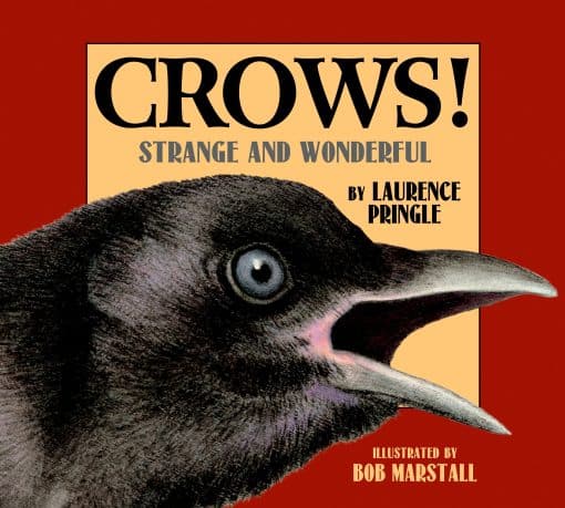 Strange and Wonderful: Crows!