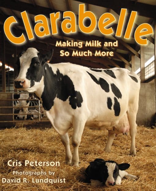 Making Milk and So Much More: Clarabelle