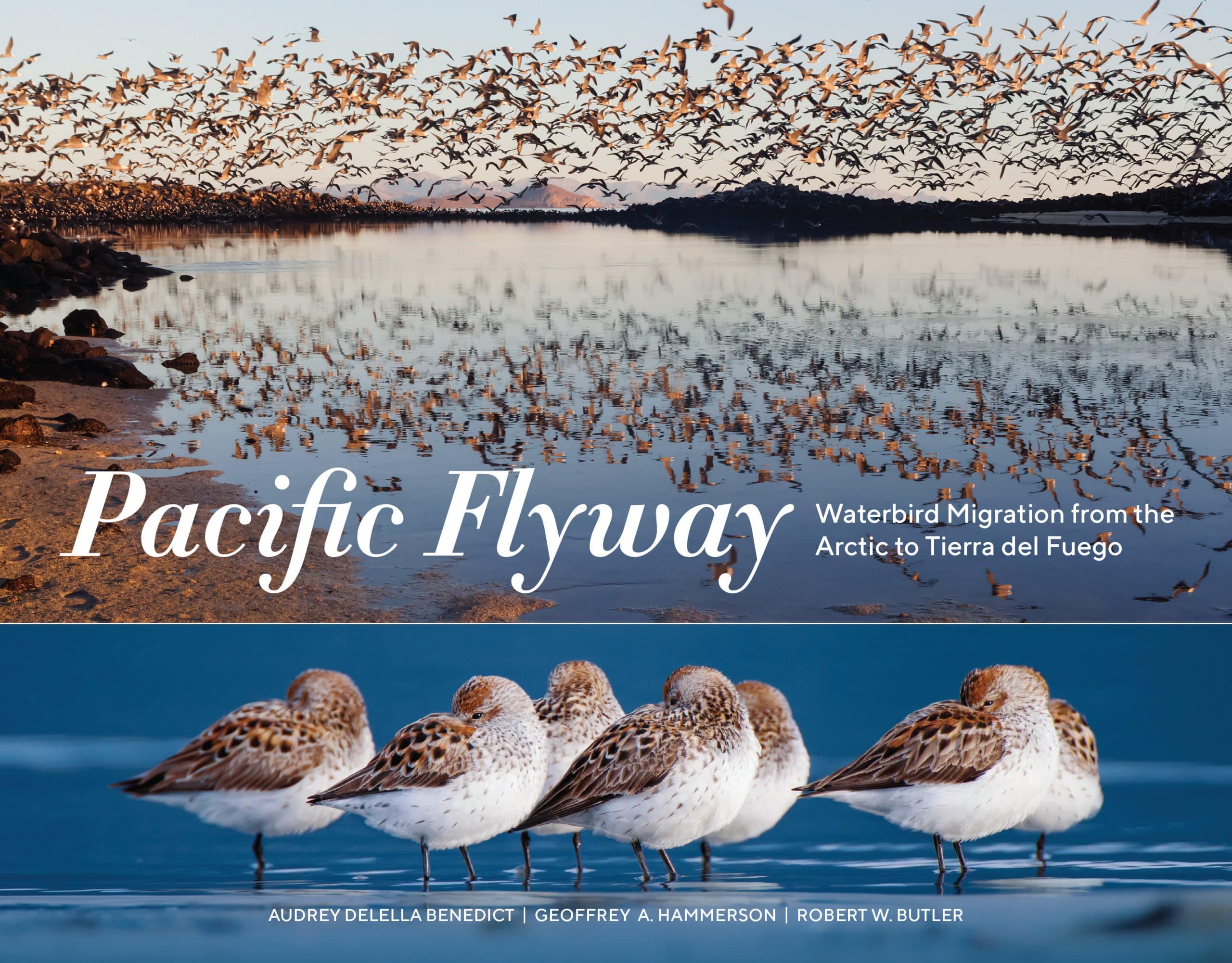 Waterbird Migration from the Arctic to Tierra del Fuego: Pacific Flyway