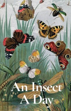 An Insect a Day