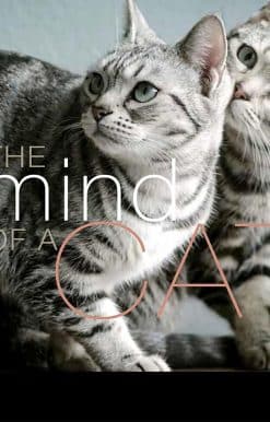 The Mind of a Cat