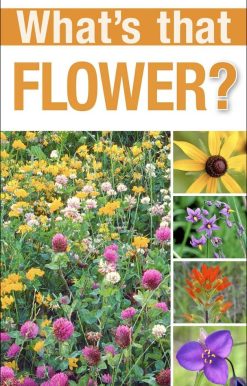 What's that Flower?: A Beginner's Guide to Wildflowers