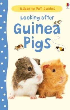 Looking after Guinea Pigs