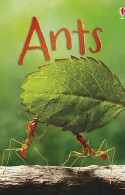 Ants