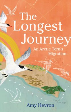 The Longest Journey: An Arctic Tern's Migration